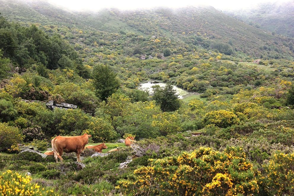 vacas en paisaje del valle de campoo