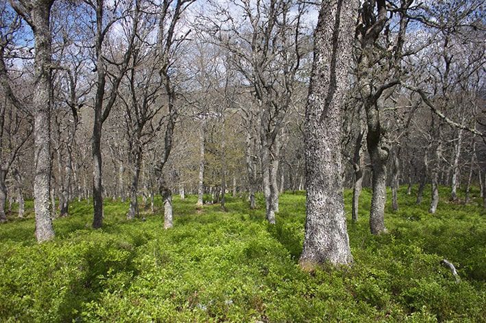 bosque Imagen glaciar valle de campoo