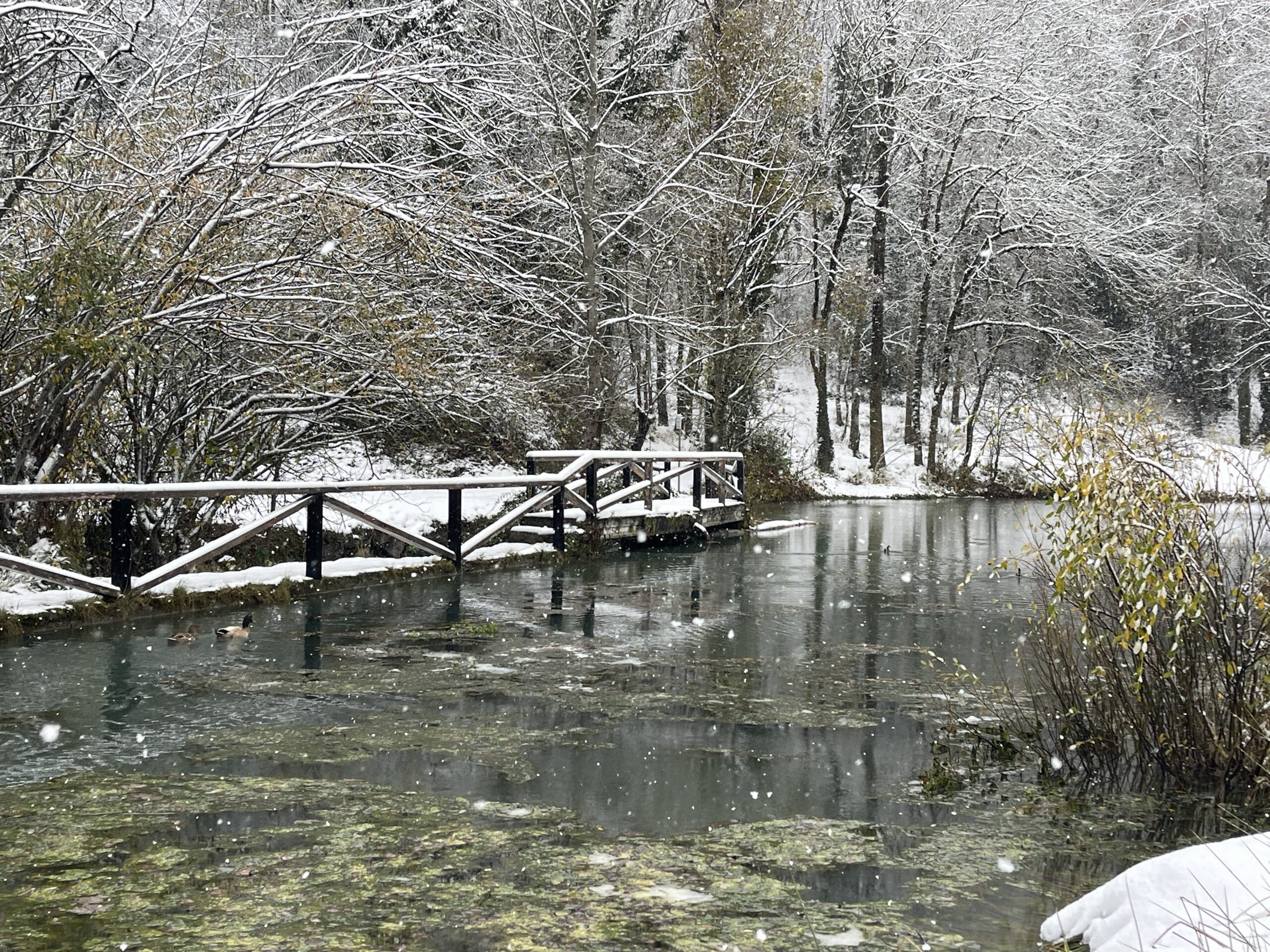 Maravillosos paisajes nevados con fauna